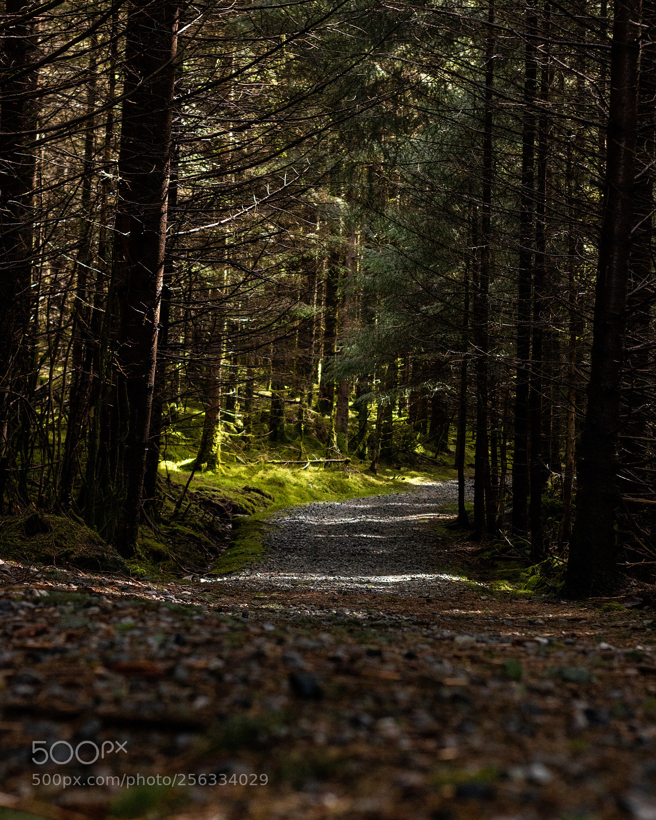 Canon EOS 750D (EOS Rebel T6i / EOS Kiss X8i) sample photo. Green trail photography
