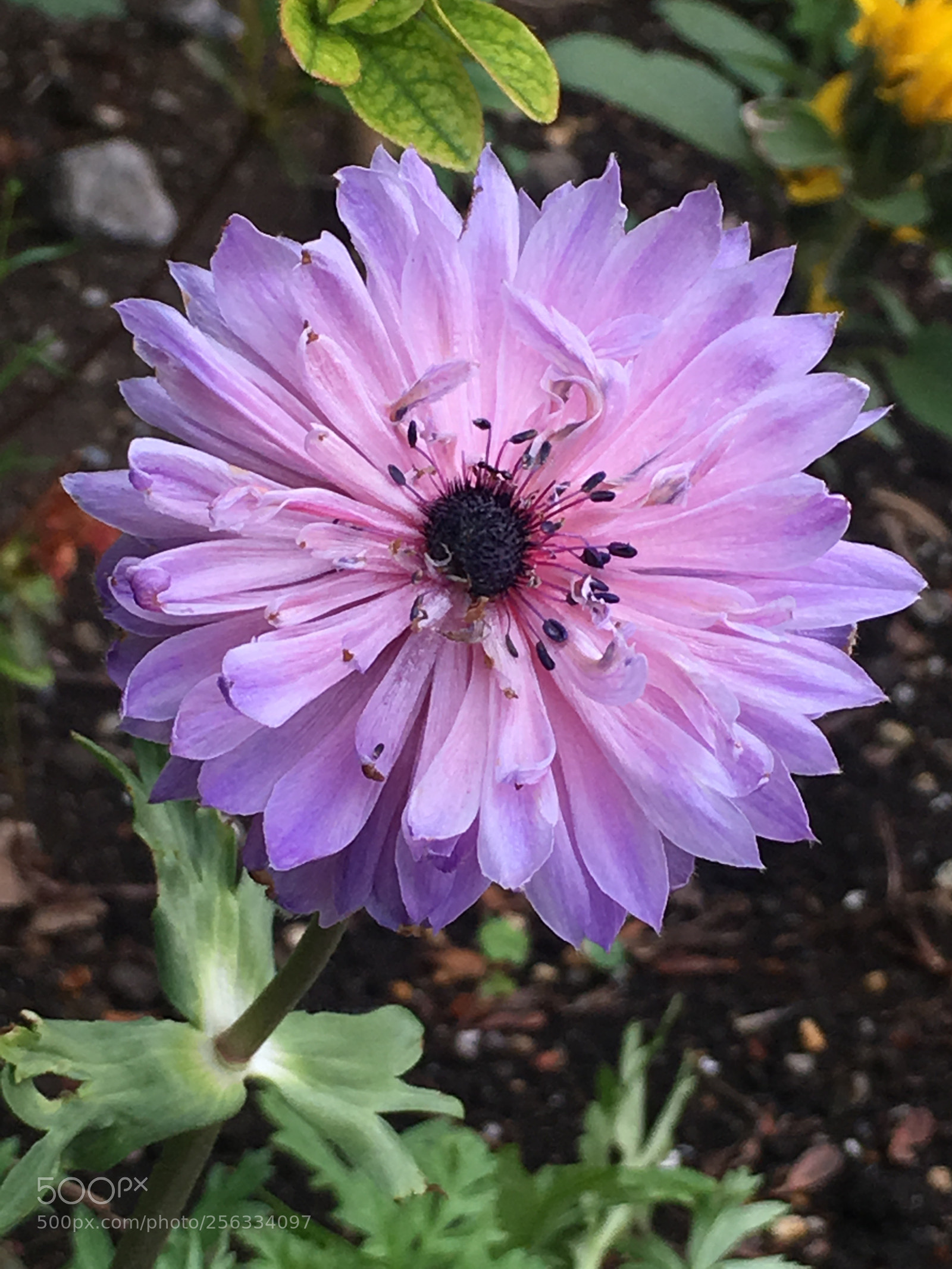Apple iPhone 6s Plus sample photo. Spring2018 flowers photography