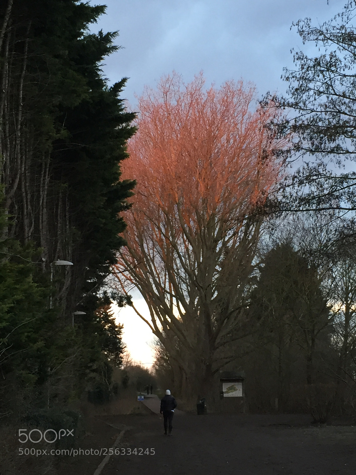 Apple iPhone 6 sample photo. Ely, cambridgeshire photography