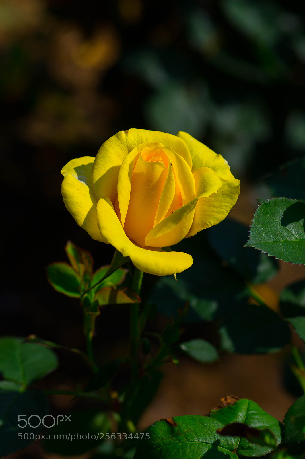 Pentax K-r sample photo. Untitled photography