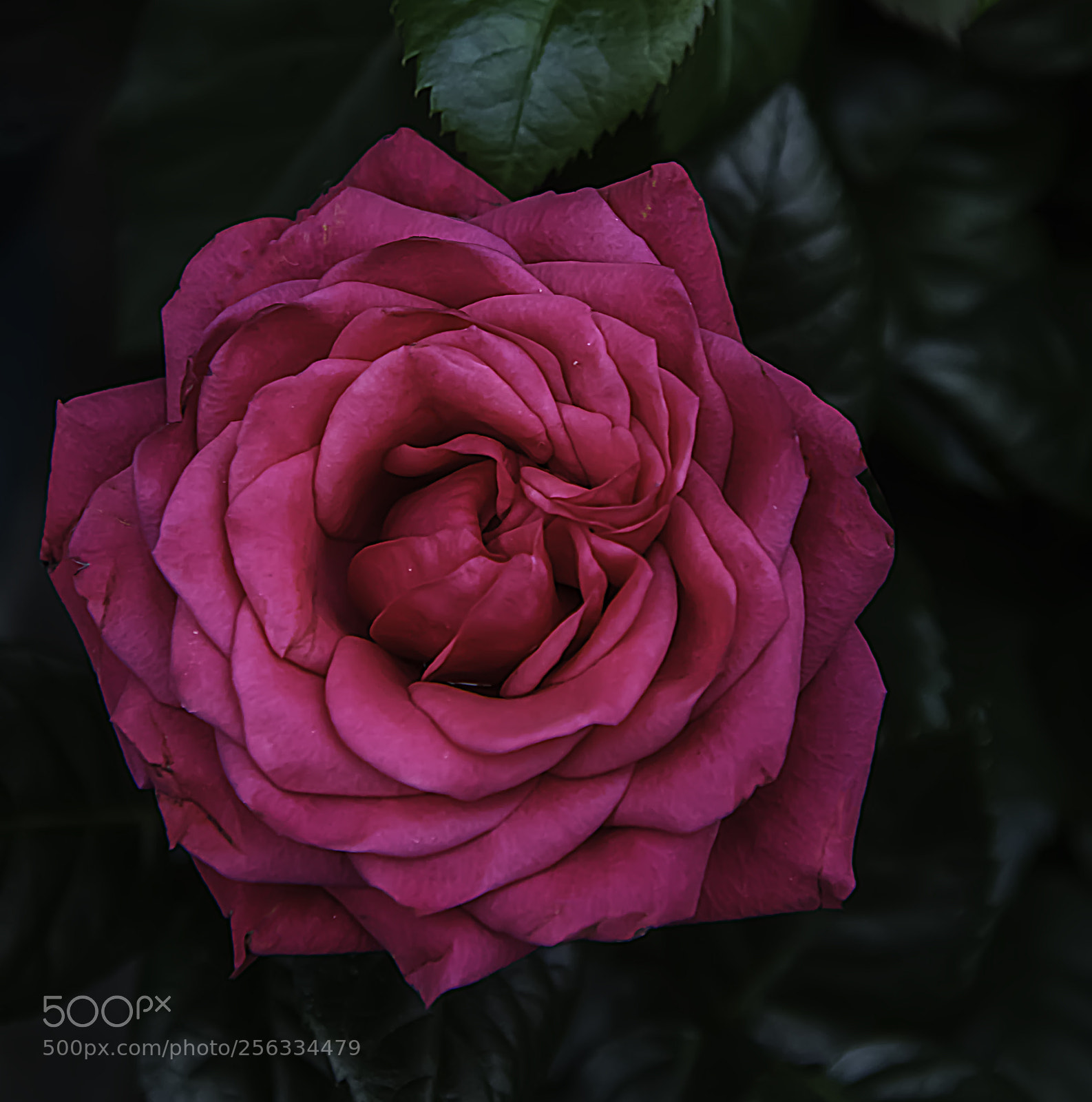 Canon EOS 5DS sample photo. Pretty in pink photography
