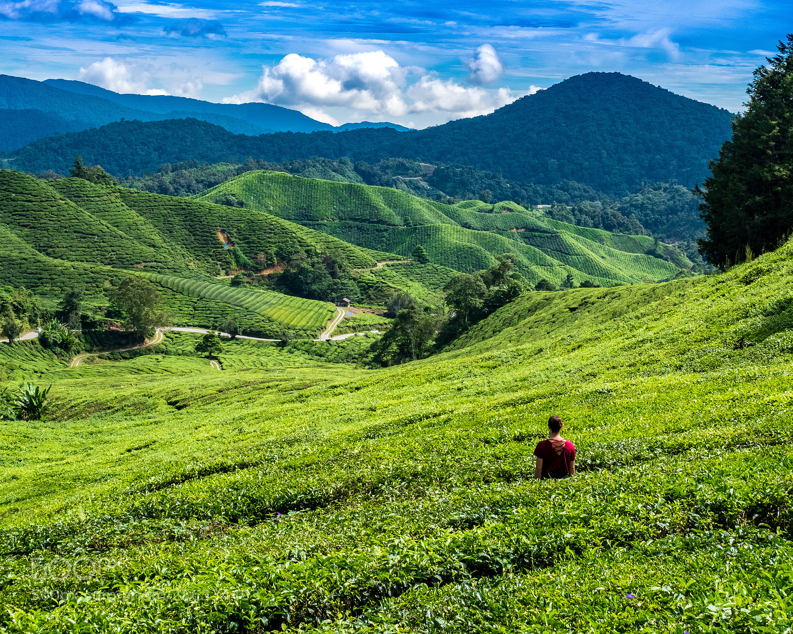 Fujifilm X-T20 sample photo. Tea plantation photography