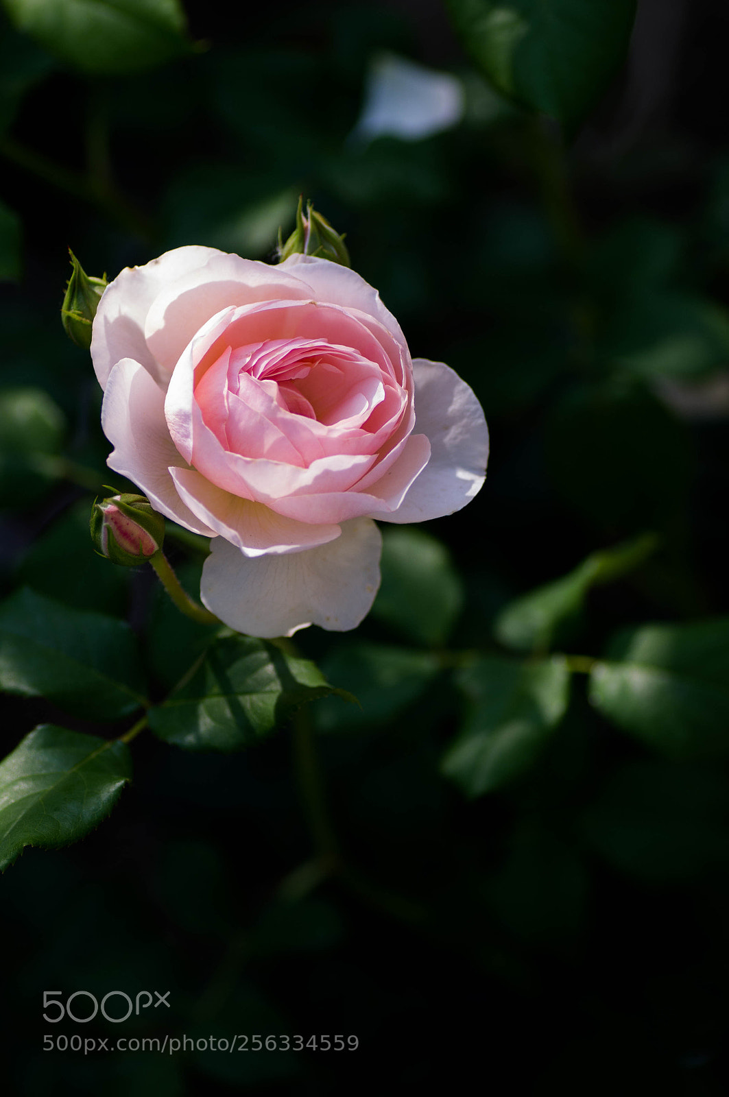 Pentax K-r sample photo. Untitled photography