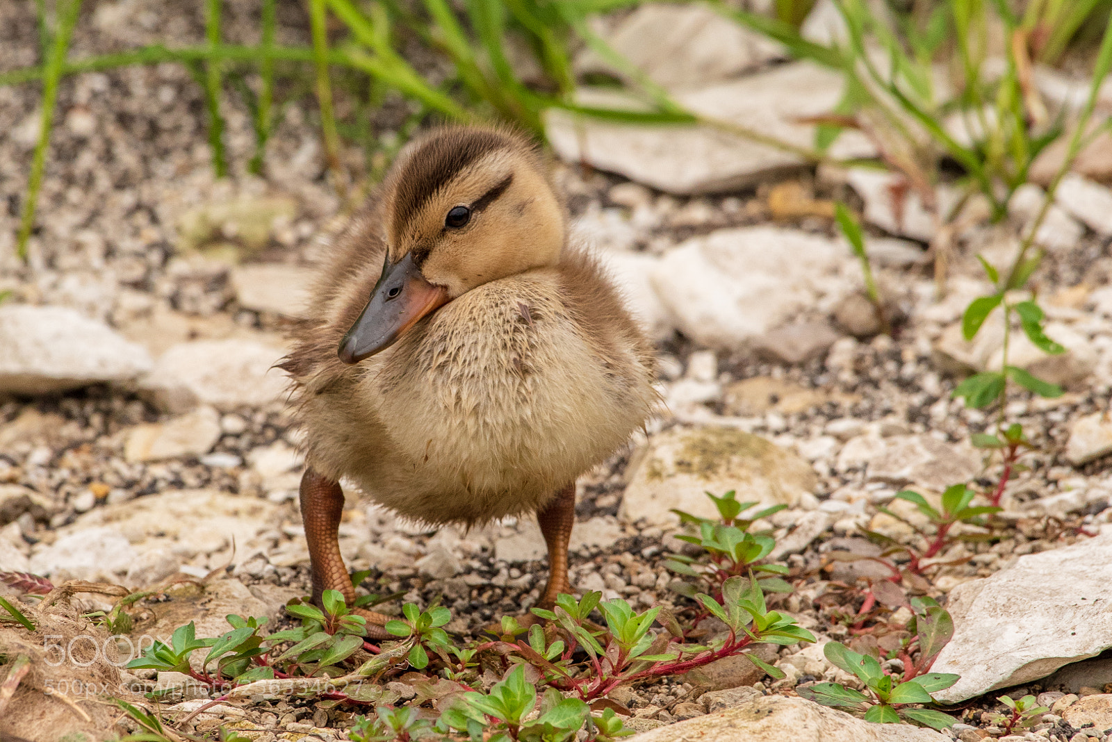 Nikon D750 sample photo. Duckling photography