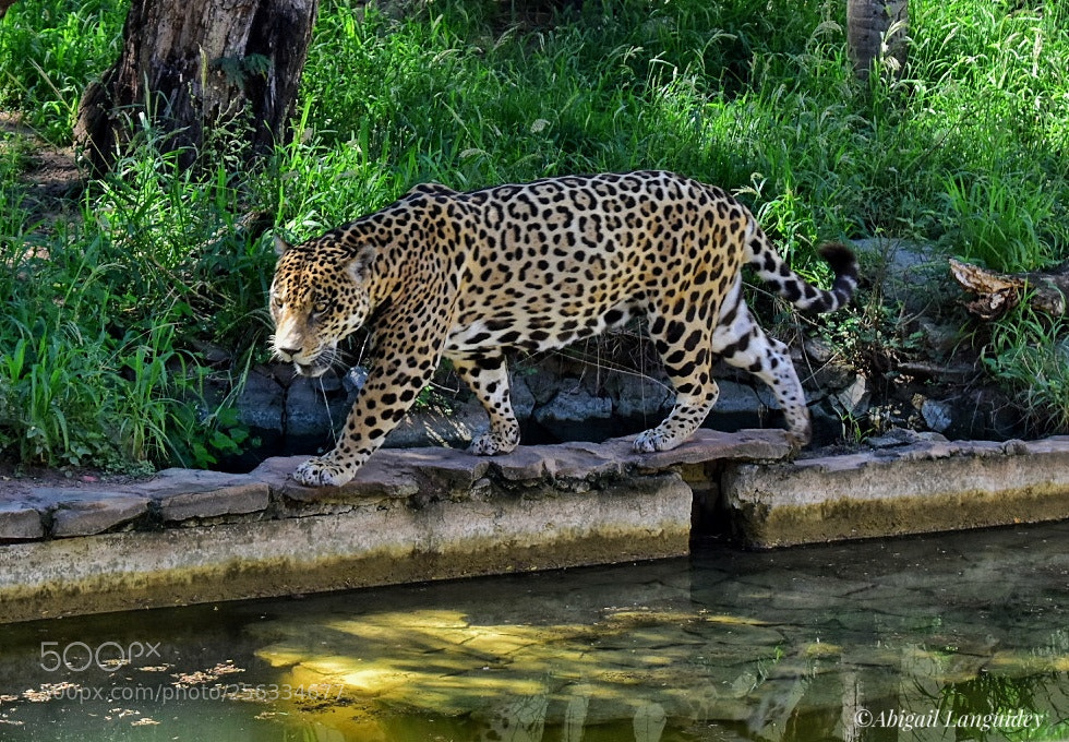 Nikon D3400 sample photo. Jaguar photography