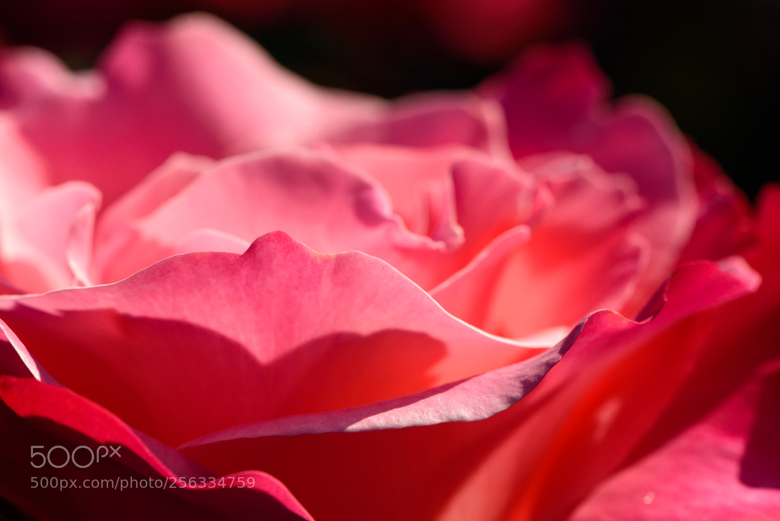 Nikon D750 sample photo. Pink petals photography