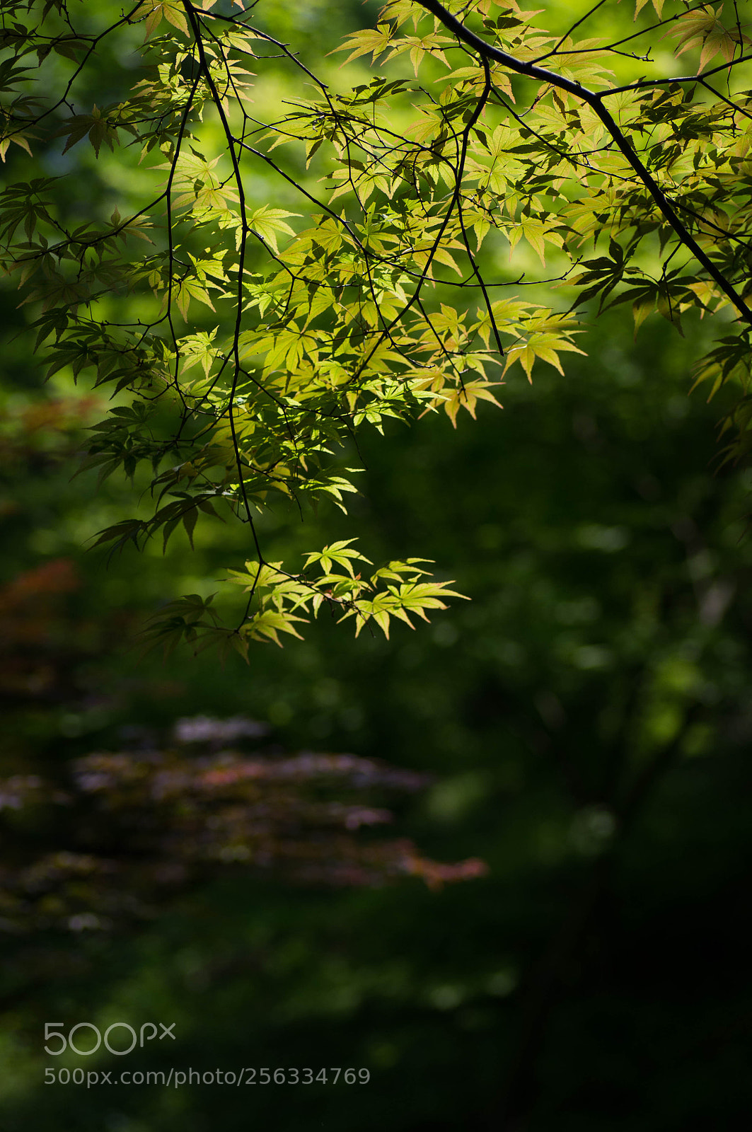 Pentax K-r sample photo. Leaves photography