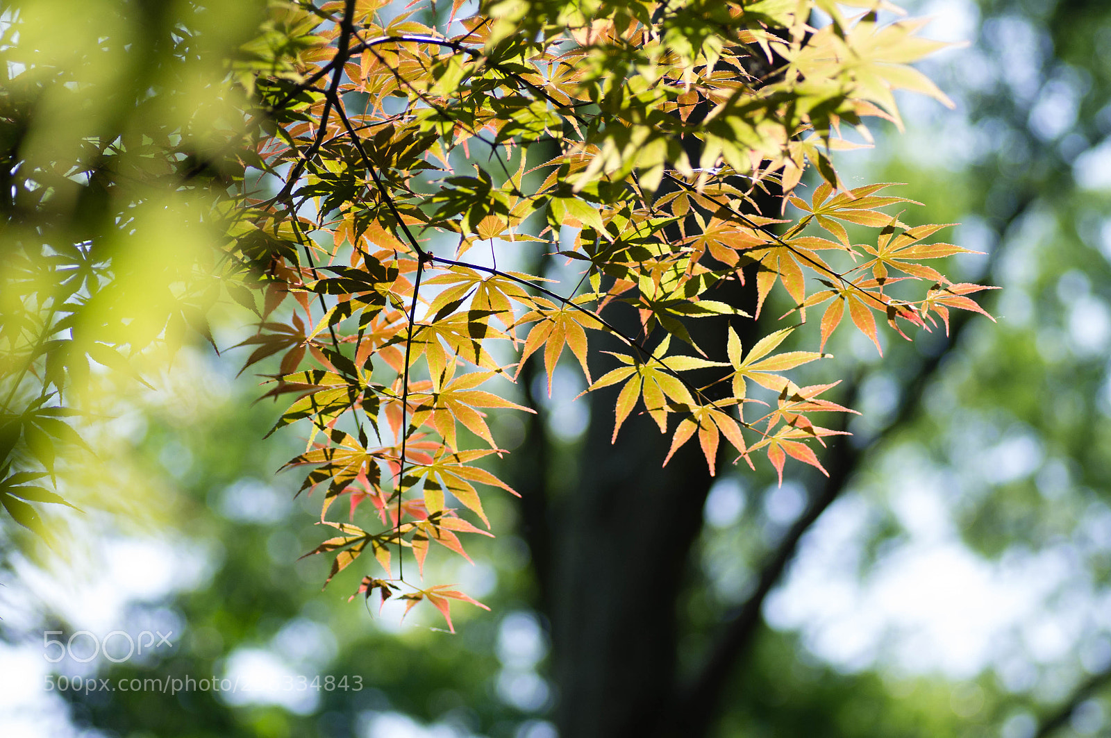 Pentax K-r sample photo. Summer photography