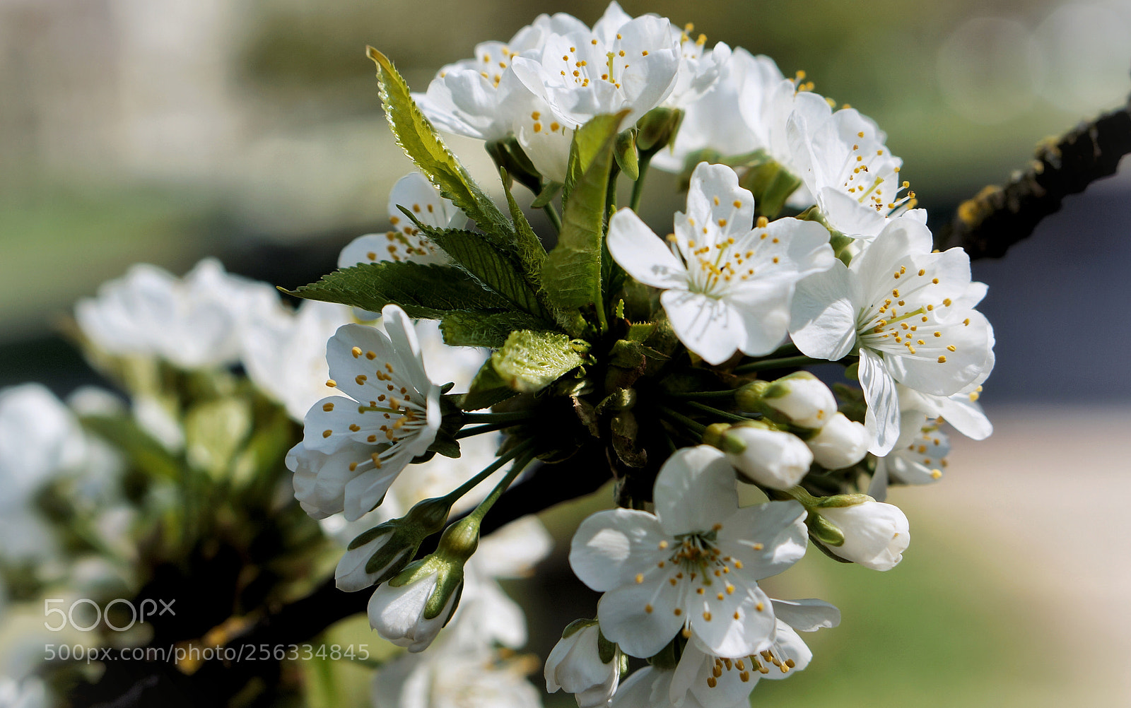 Sony Alpha NEX-6 sample photo. Plum photography