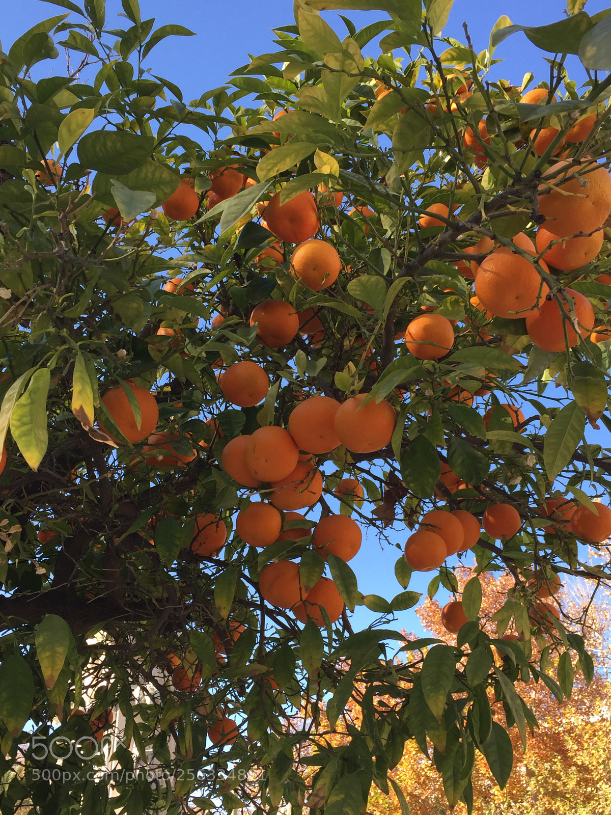 Apple iPhone 6 sample photo. Seville, spain photography