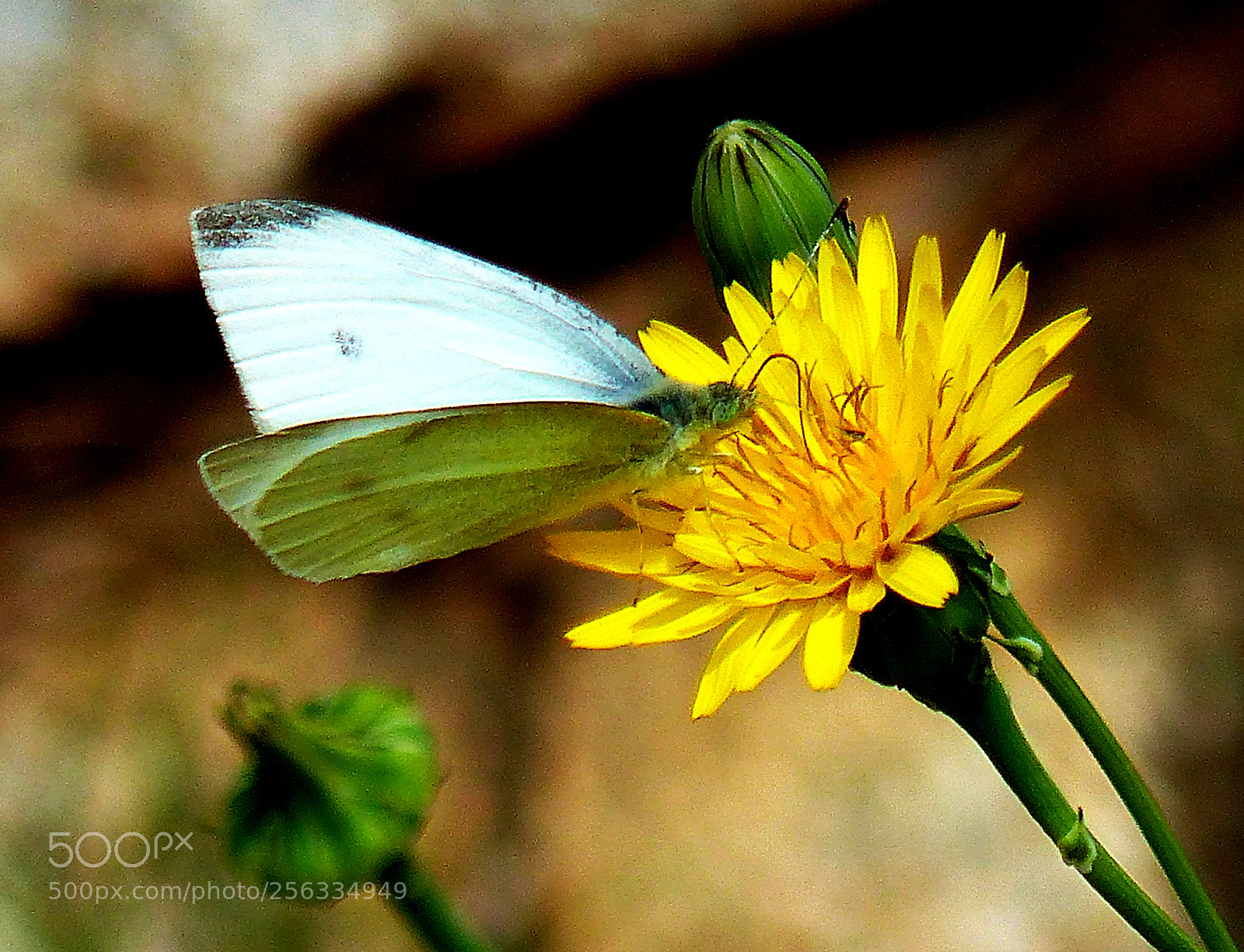 Panasonic Lumix DMC-FZ200 sample photo. Leptidea sinapis photography
