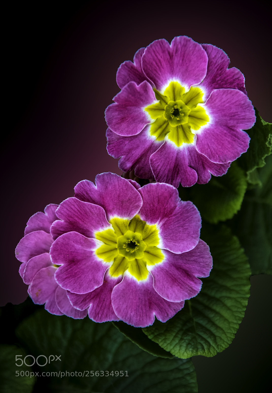 Canon EOS 5DS sample photo. Pink does it photography