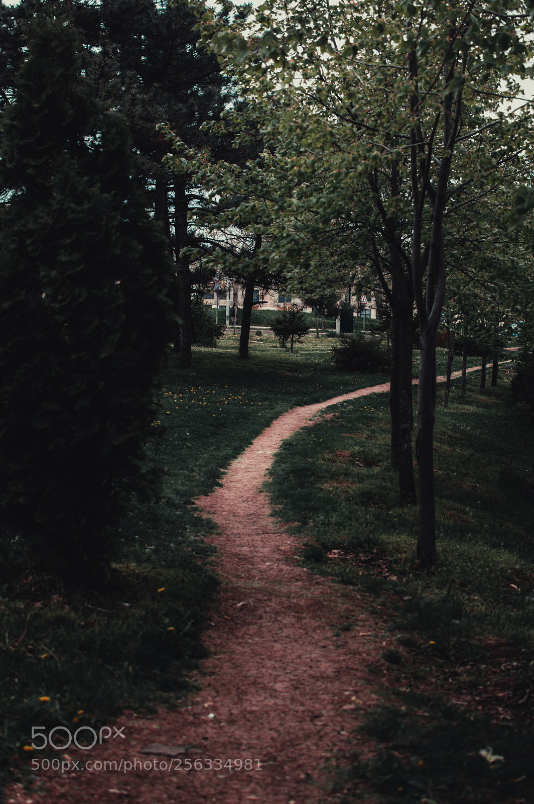 Nikon D3200 sample photo. The garden of desatured photography