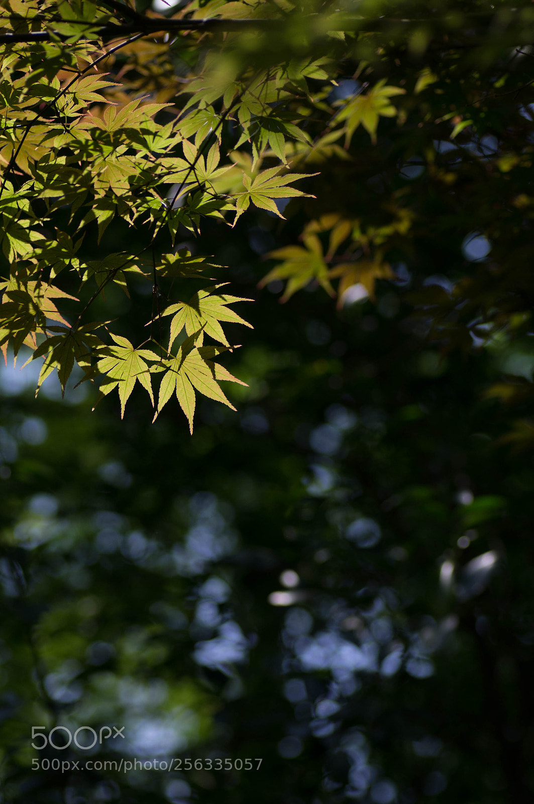 Pentax K-r sample photo. Untitled photography