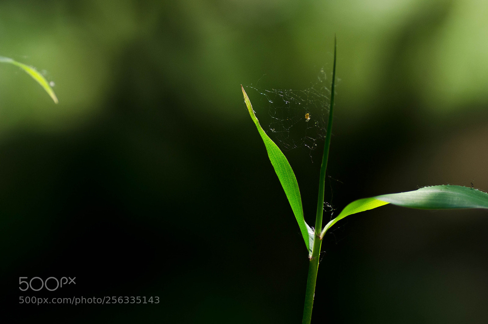 Pentax K-r sample photo. Leaf photography