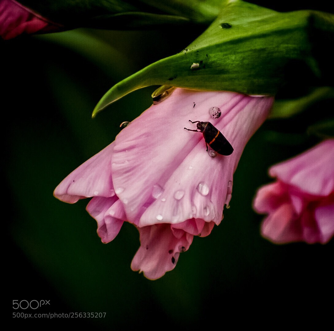 Nikon D5300 sample photo. Gladiola photography