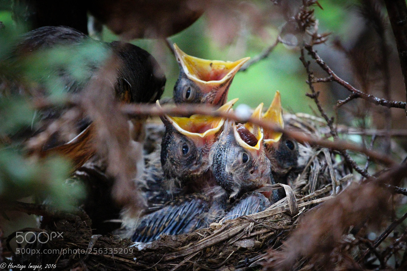 Canon EOS 650D (EOS Rebel T4i / EOS Kiss X6i) sample photo. Mother robin & young photography