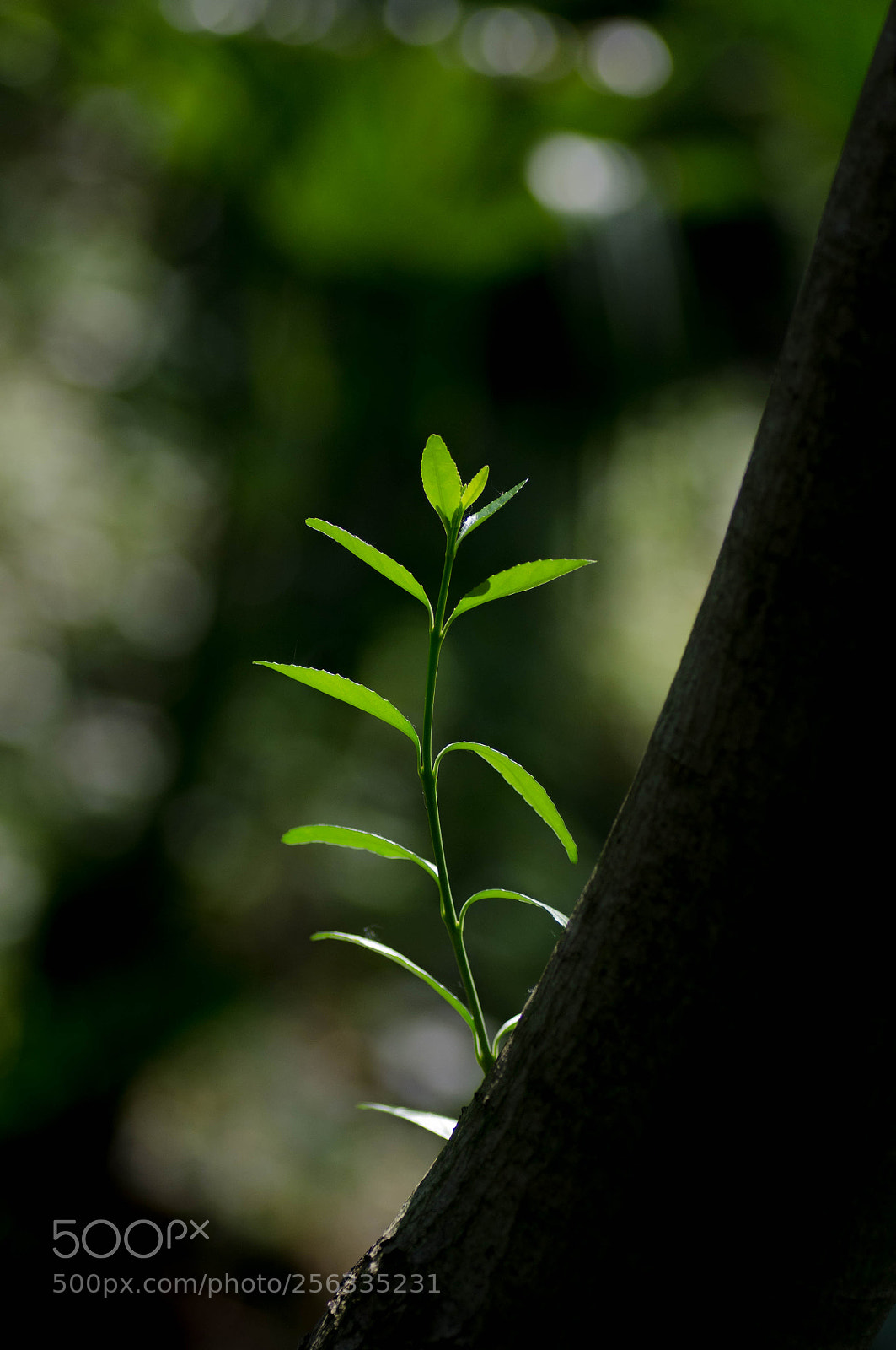 Pentax K-r sample photo. Green photography