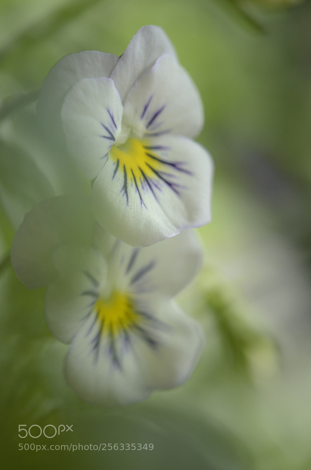 Nikon D7000 sample photo. Soft viola photography