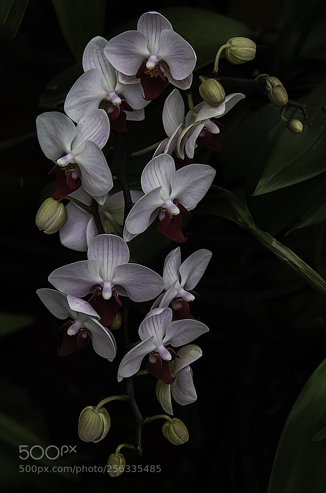 Canon EOS 5DS sample photo. Cascade in white and photography