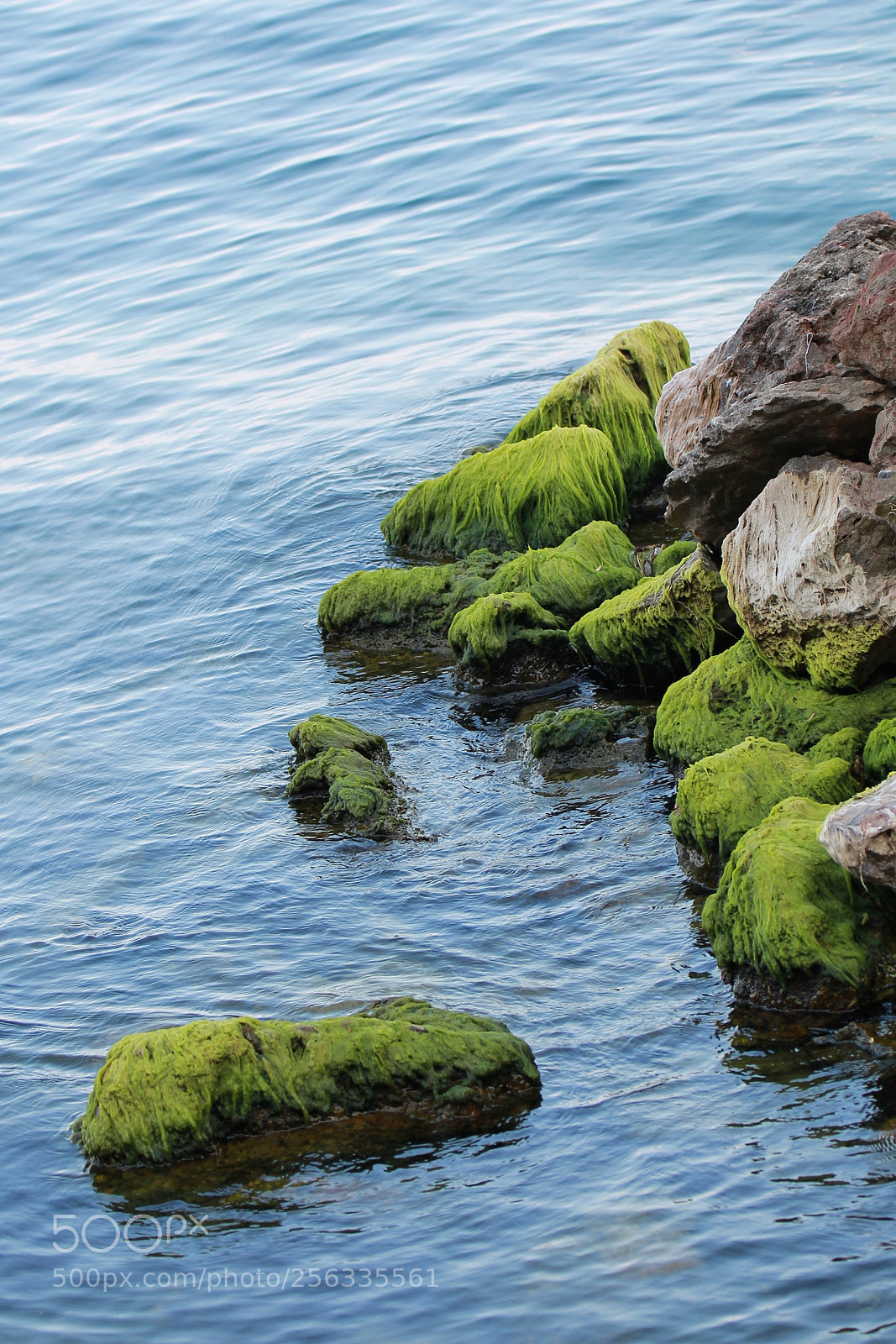 Canon EOS 60D sample photo. Blue lake green grass photography