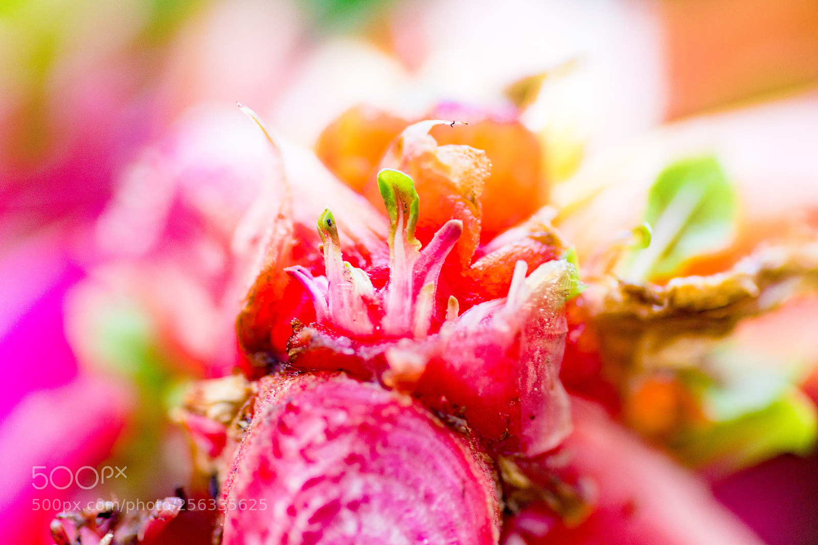 Canon EOS 6D sample photo. Swiss chard cross-section photography