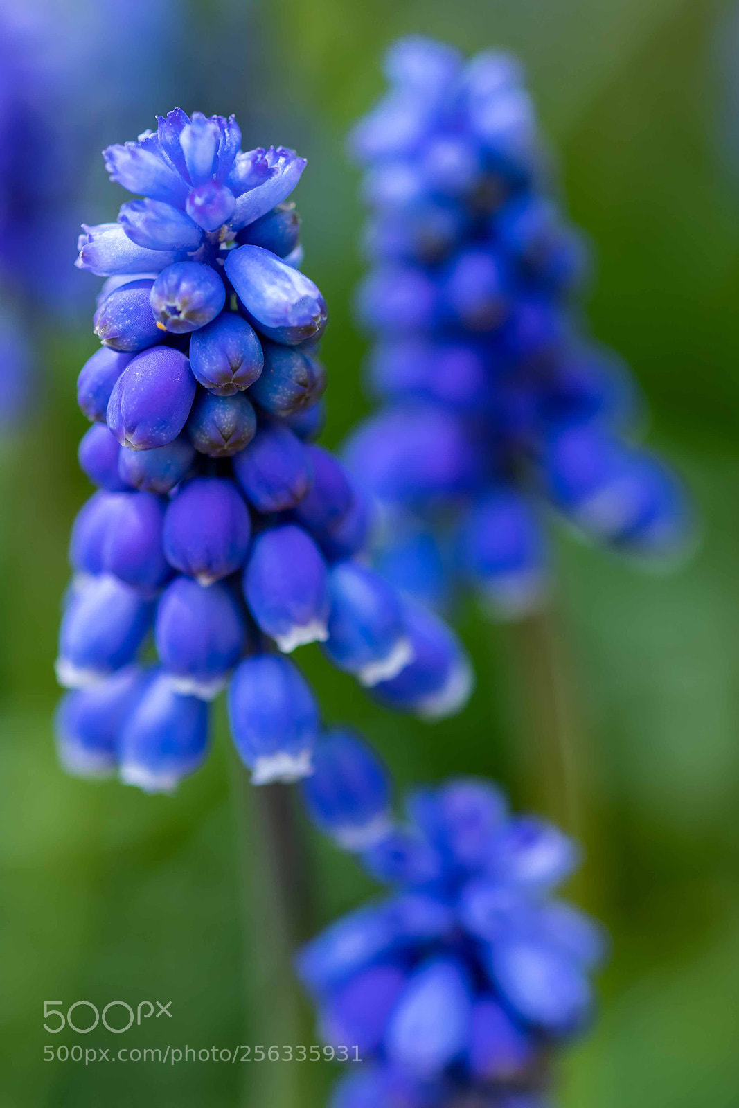 Canon EOS 5D Mark IV sample photo. Muscari (grape hyacinth) photography