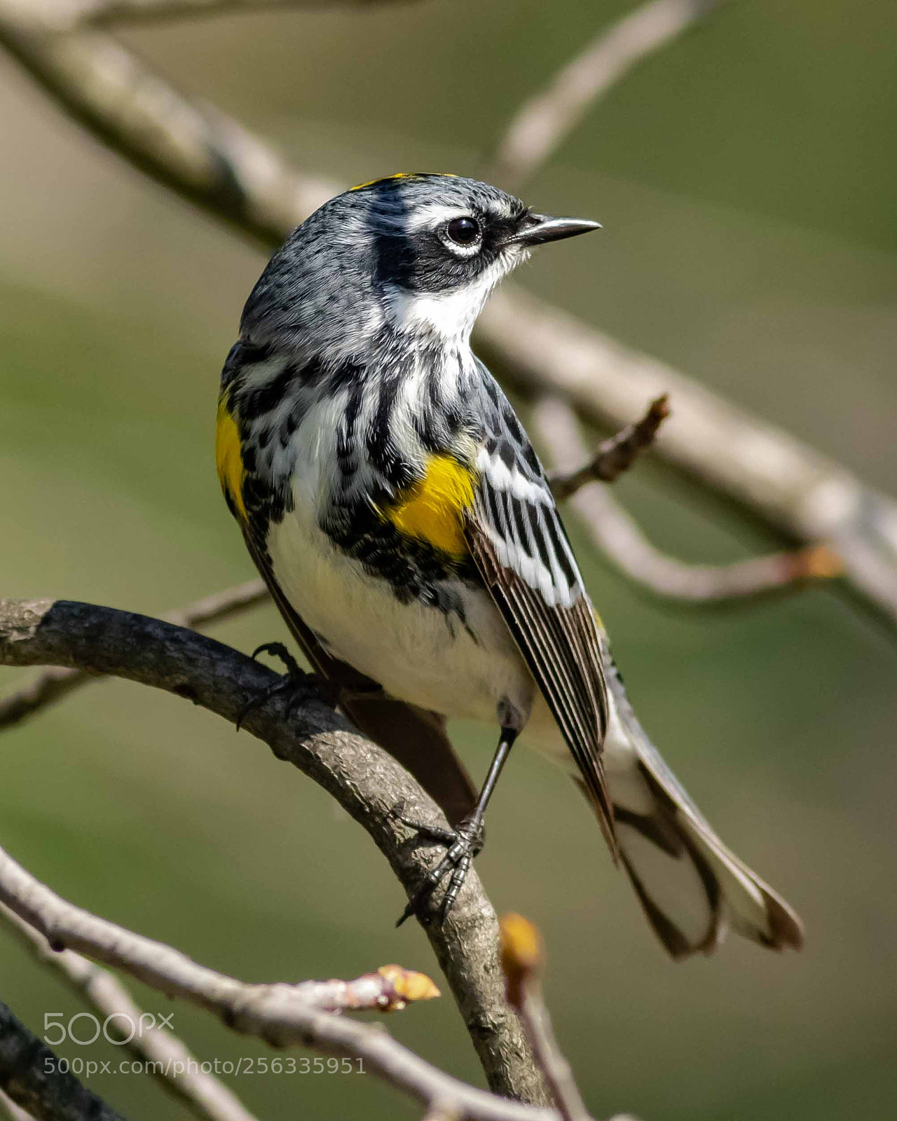 Canon EOS 7D Mark II sample photo. Male yellow-rumped warbler photography