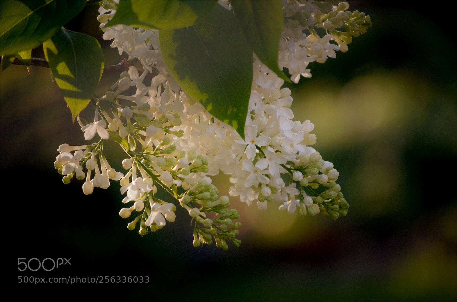 Nikon D5100 sample photo. Hanging photography