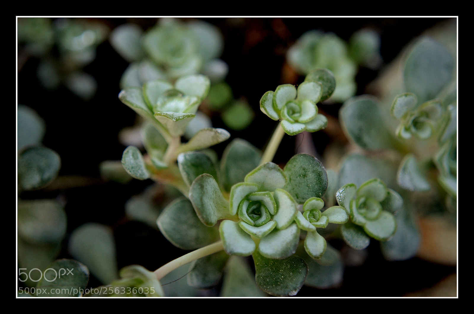 Nikon D5100 sample photo. Look up photography