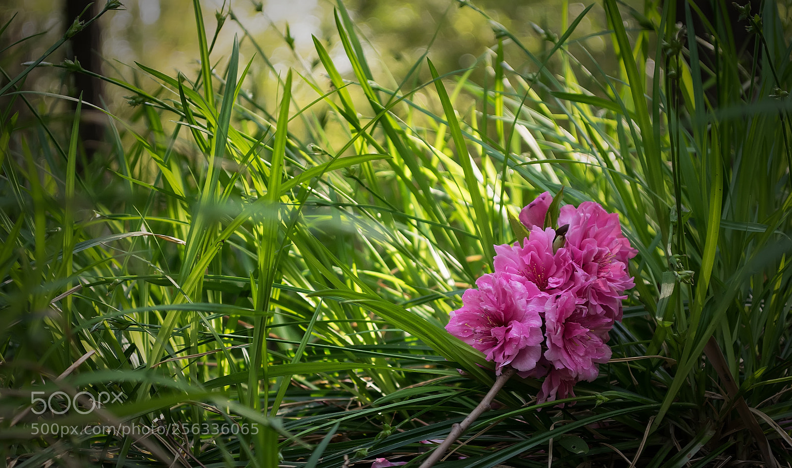 Nikon D5300 sample photo. Glass photography