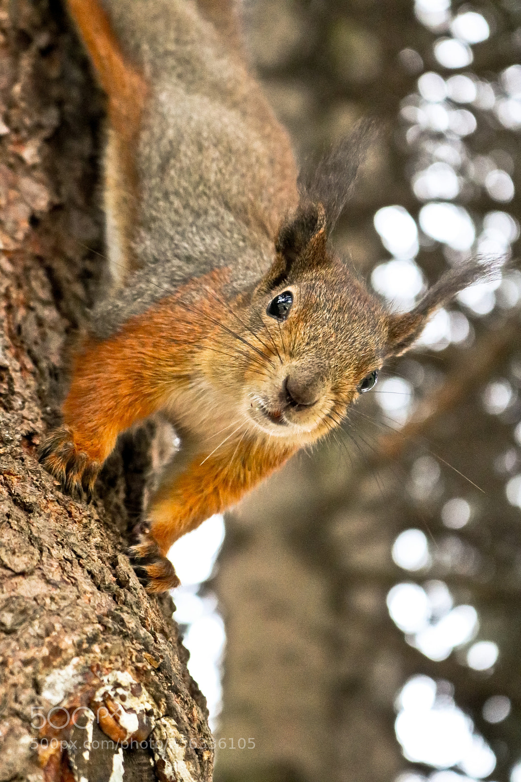 Canon EOS 750D (EOS Rebel T6i / EOS Kiss X8i) sample photo. Fox squirrel photography