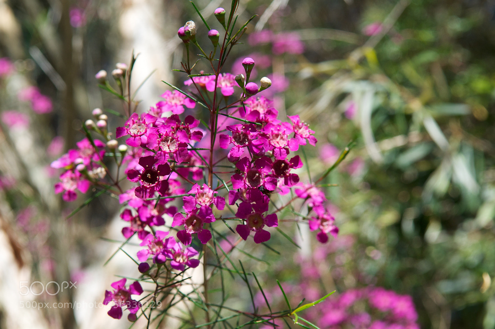 Nikon D300 sample photo. Wild and beautiful photography