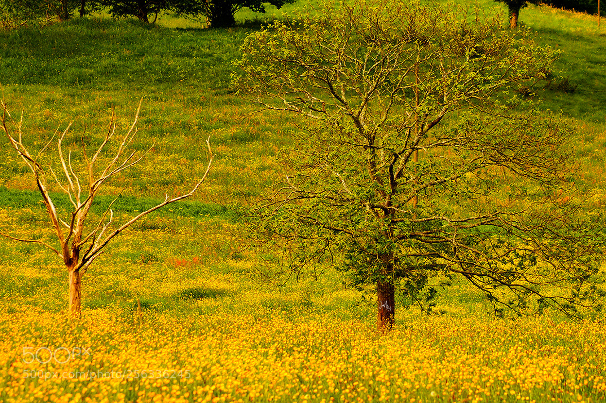 Sony SLT-A58 sample photo. Primavera.!! photography