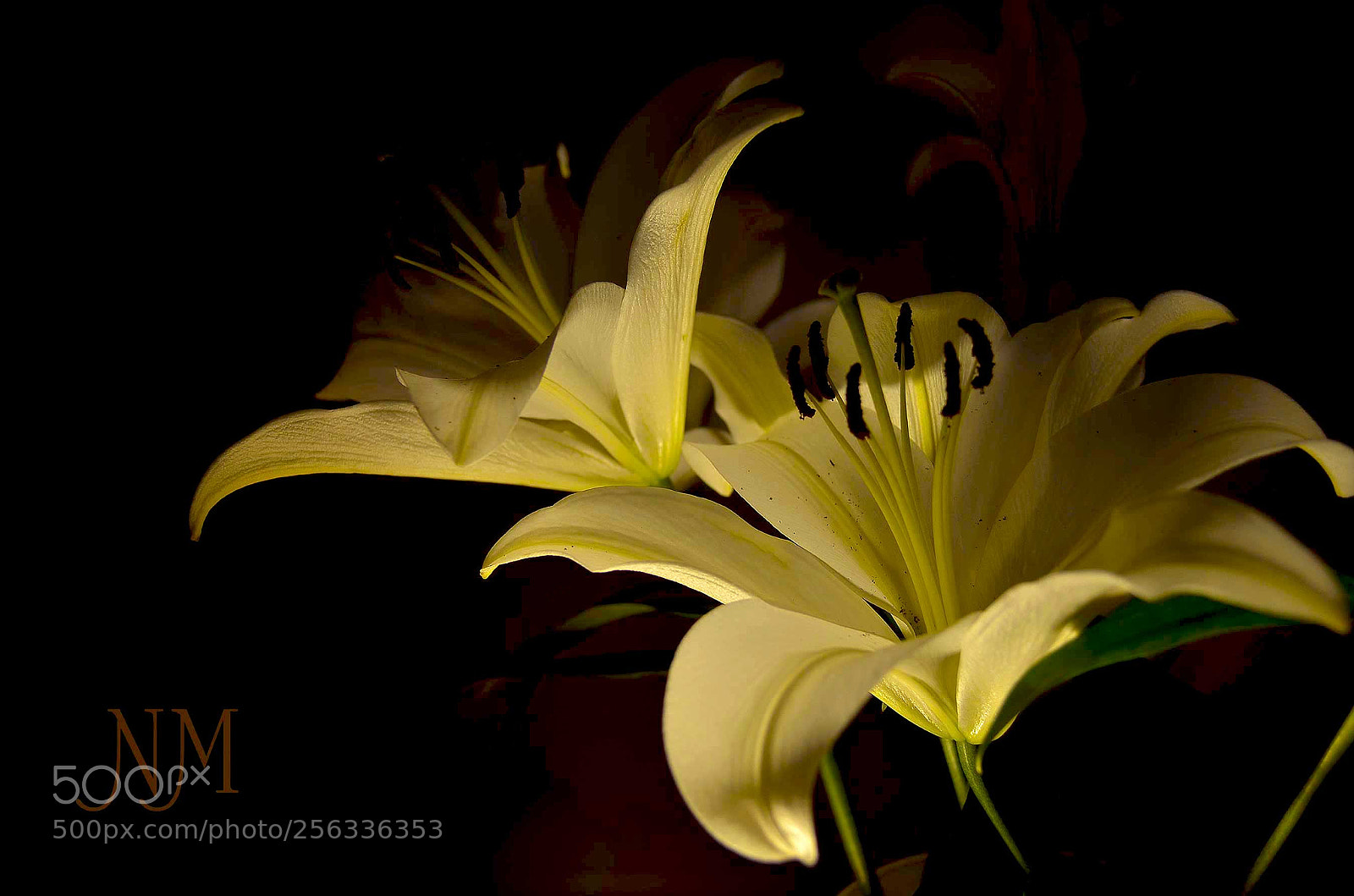 Nikon D5100 sample photo. Light and dark photography