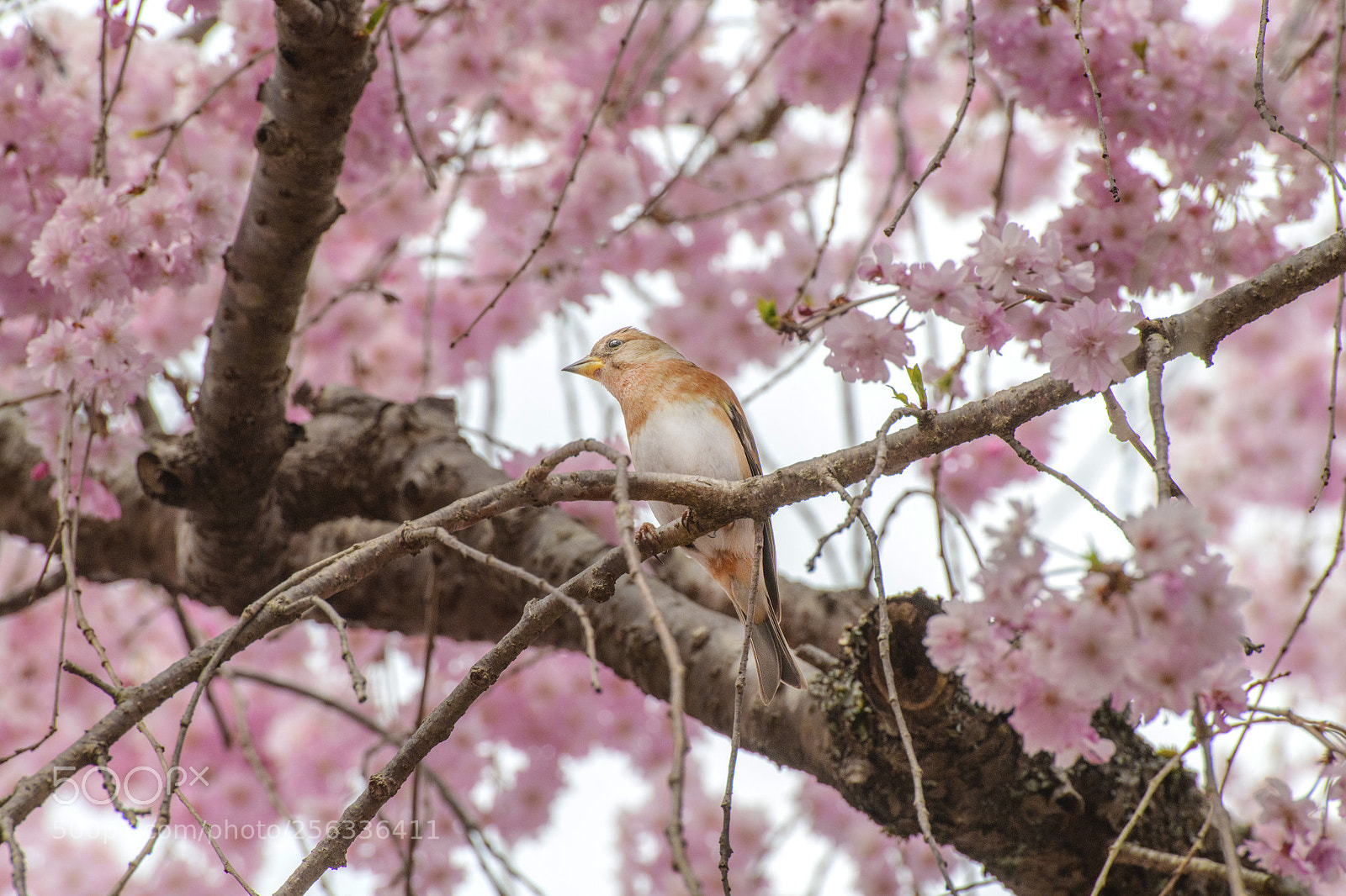 Nikon D850 sample photo. Sakura and sparrow photography