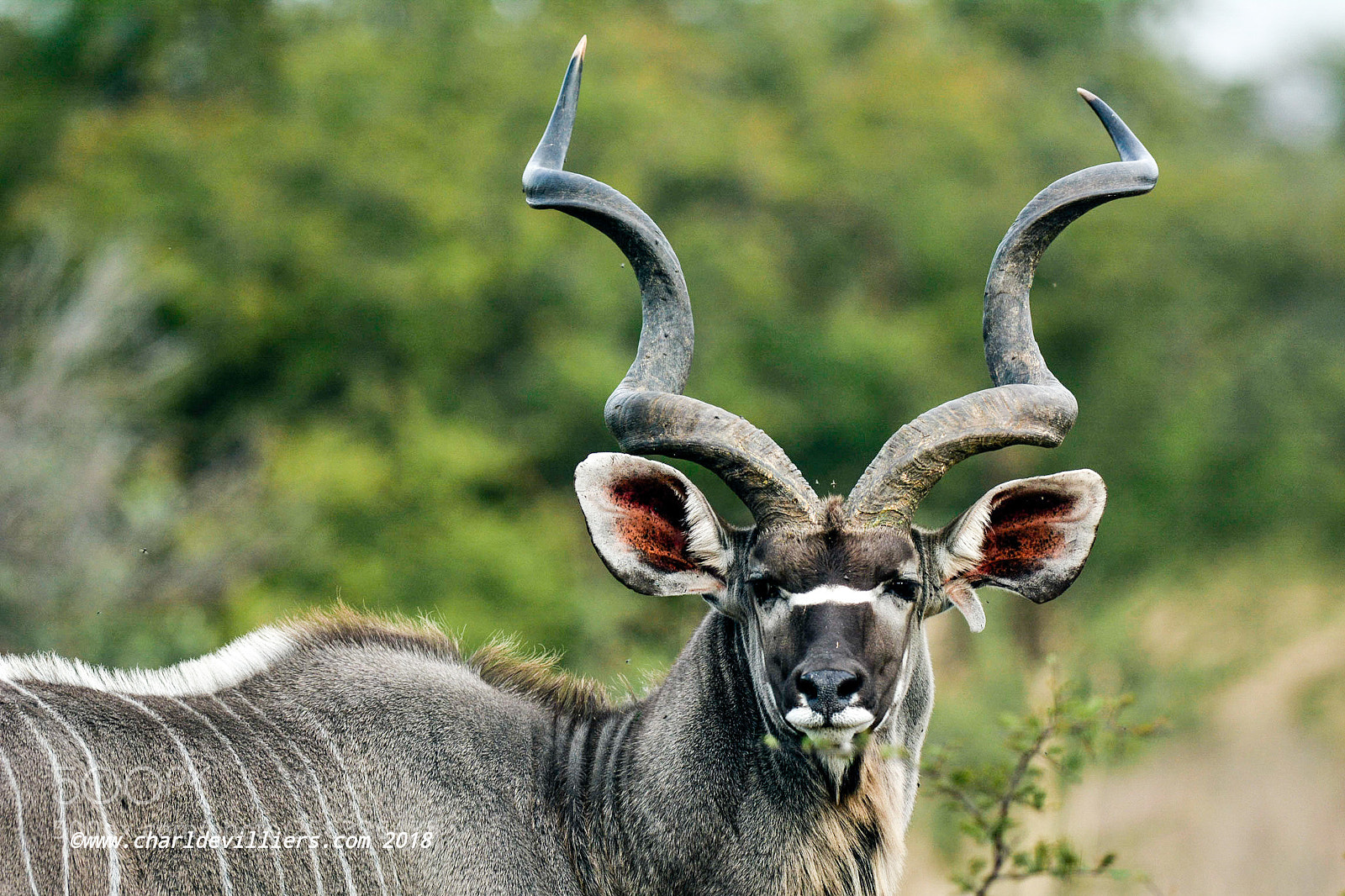 Nikon D7100 sample photo. "stunning stare" photography