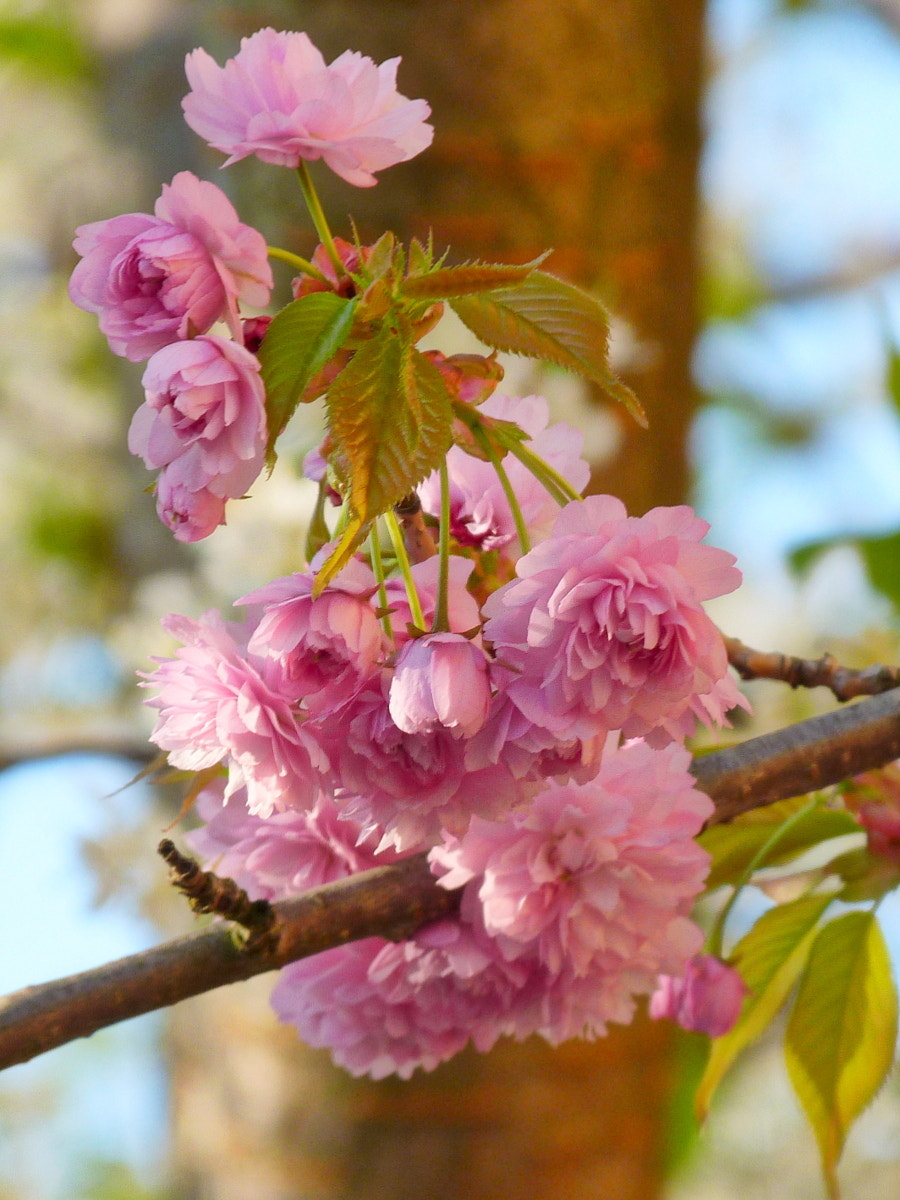 Panasonic Lumix DMC-FZ40 (Lumix DMC-FZ45) sample photo. Pink flowers photography