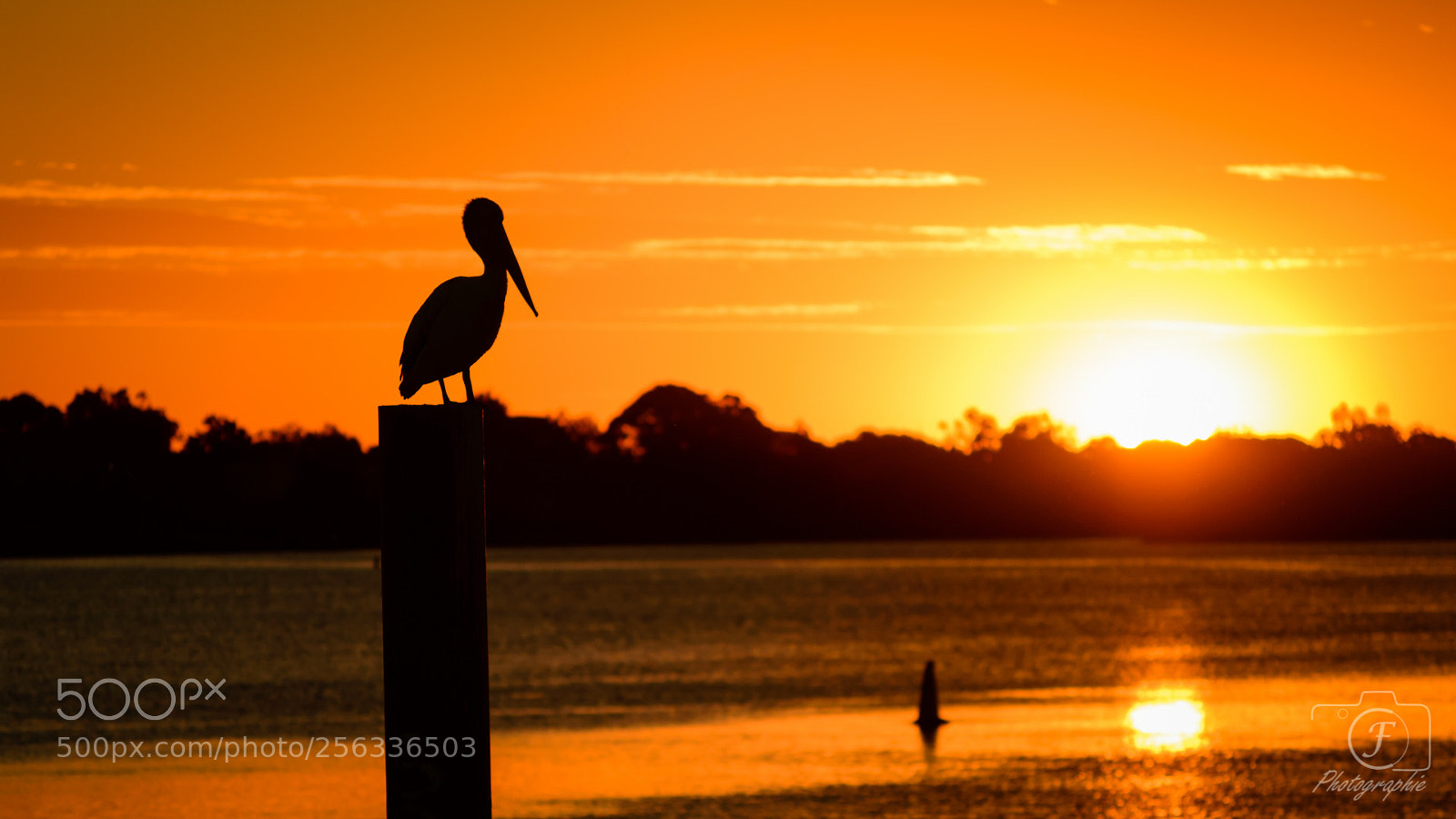 Nikon D3200 sample photo. Pelican looking sunset photography