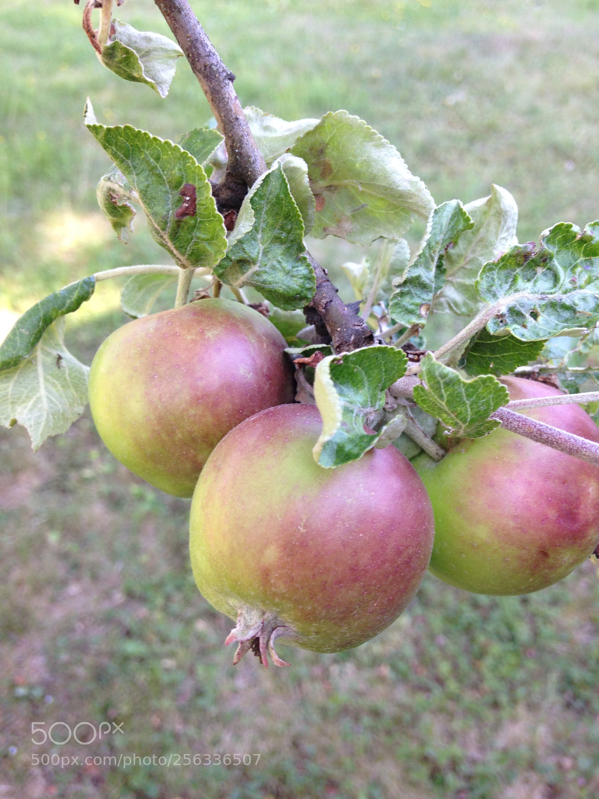 Apple iPhone 5c sample photo. Apple tree photography