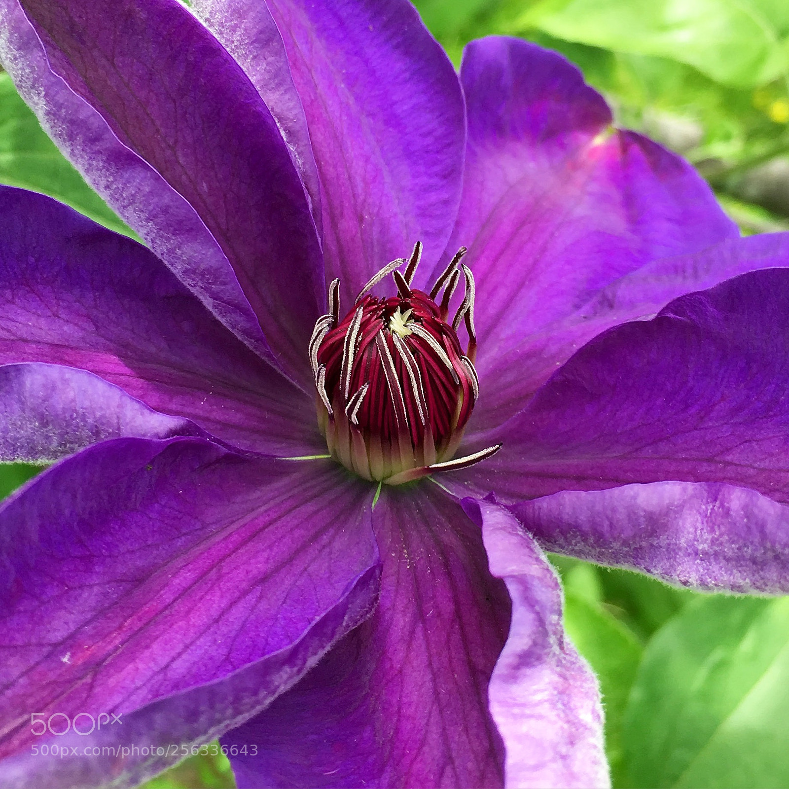 Apple iPhone 6s sample photo. Img photography