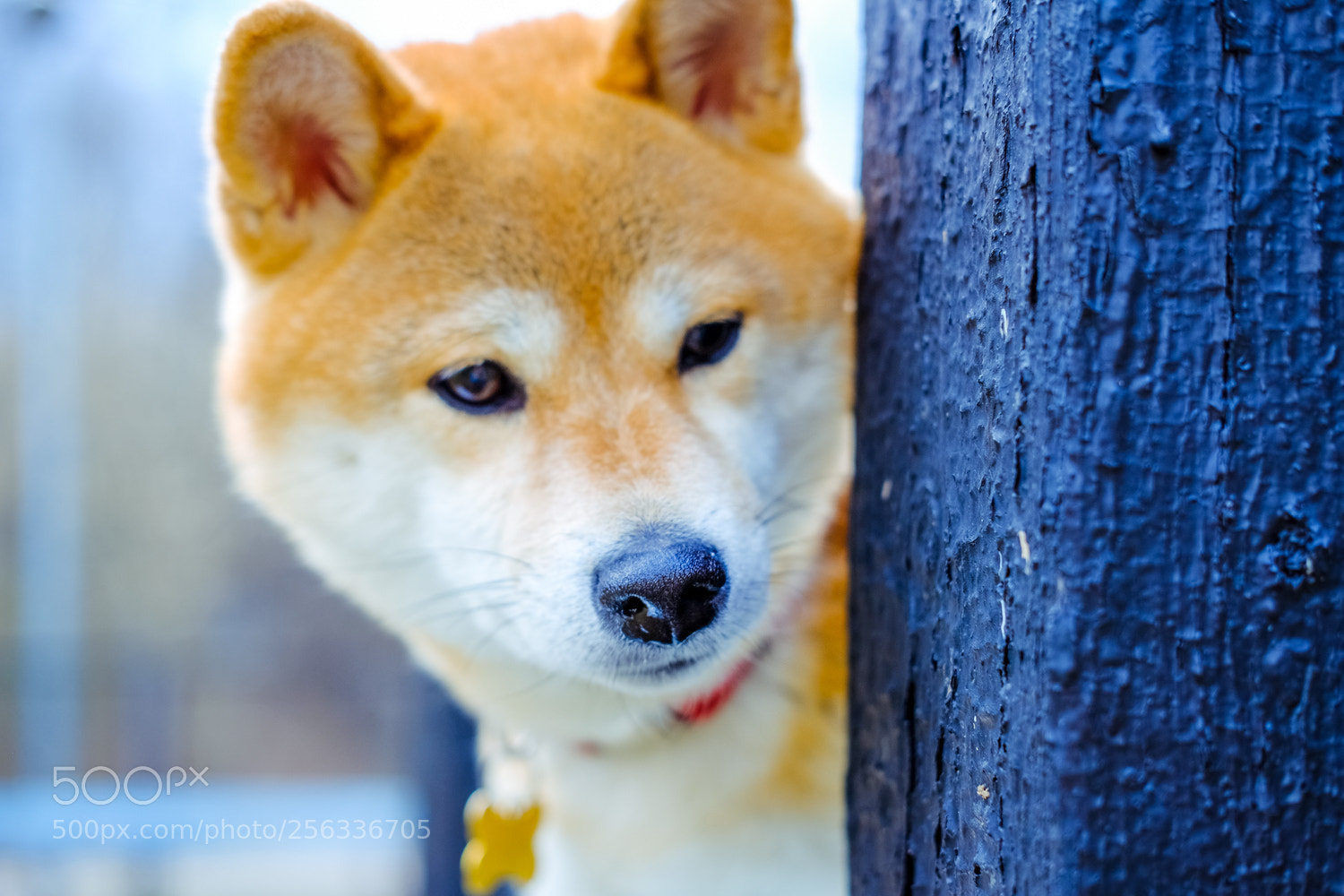 Fujifilm X-T20 sample photo. Haku shiba inu girl photography
