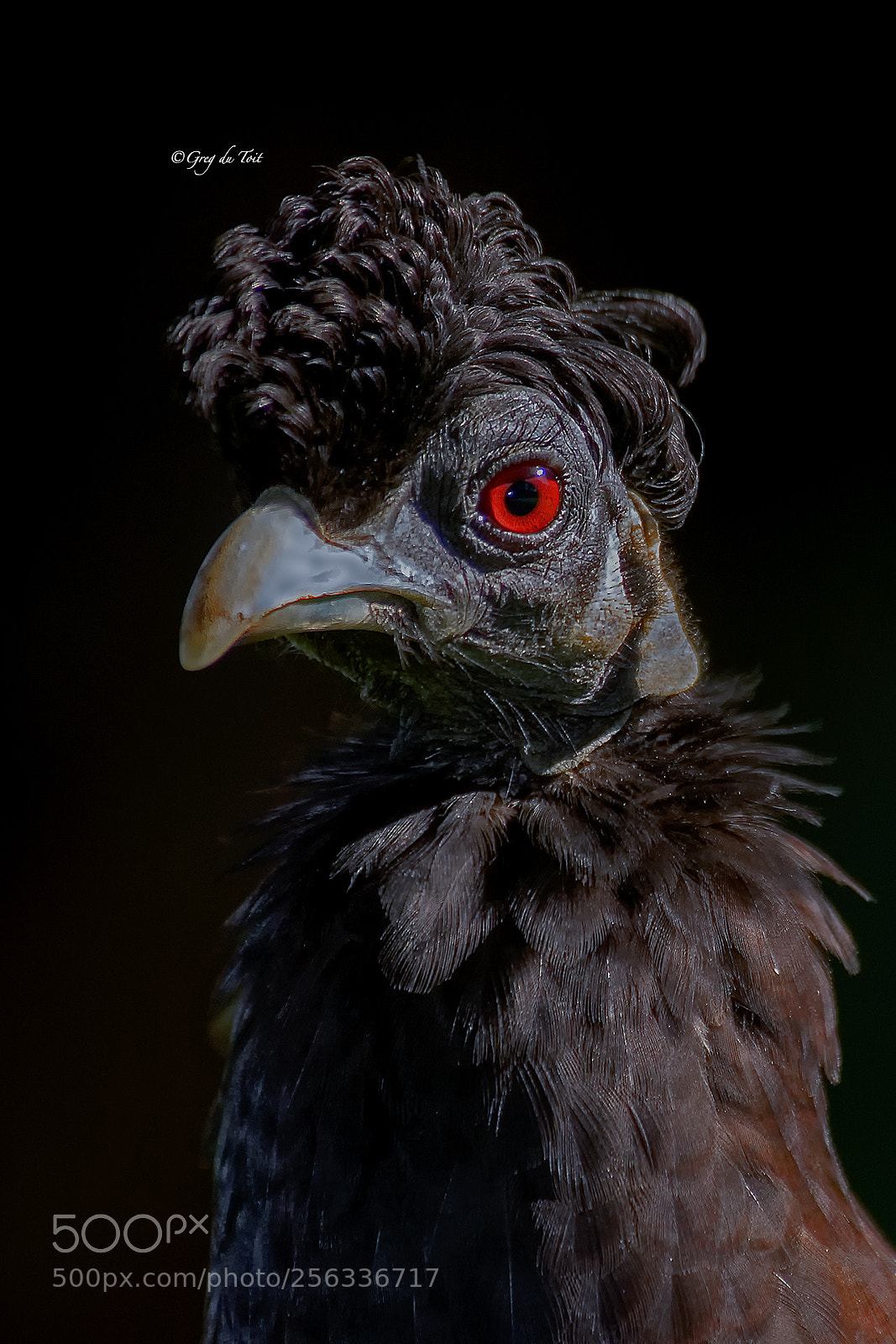 Nikon D200 sample photo. Crested guineafowl photography