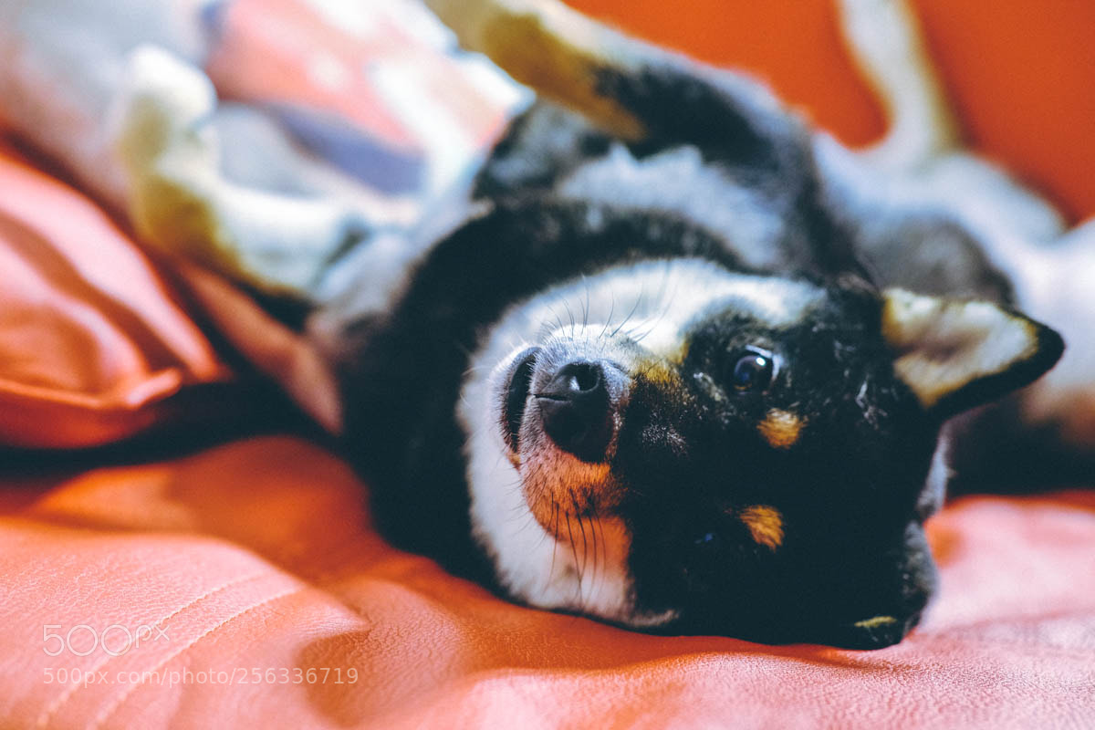 Fujifilm X-T20 sample photo. Yoshi - shiba inu photography