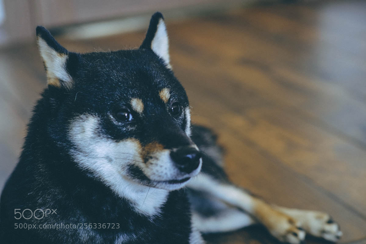 Fujifilm X-T20 sample photo. Yoshi - shiba inu photography