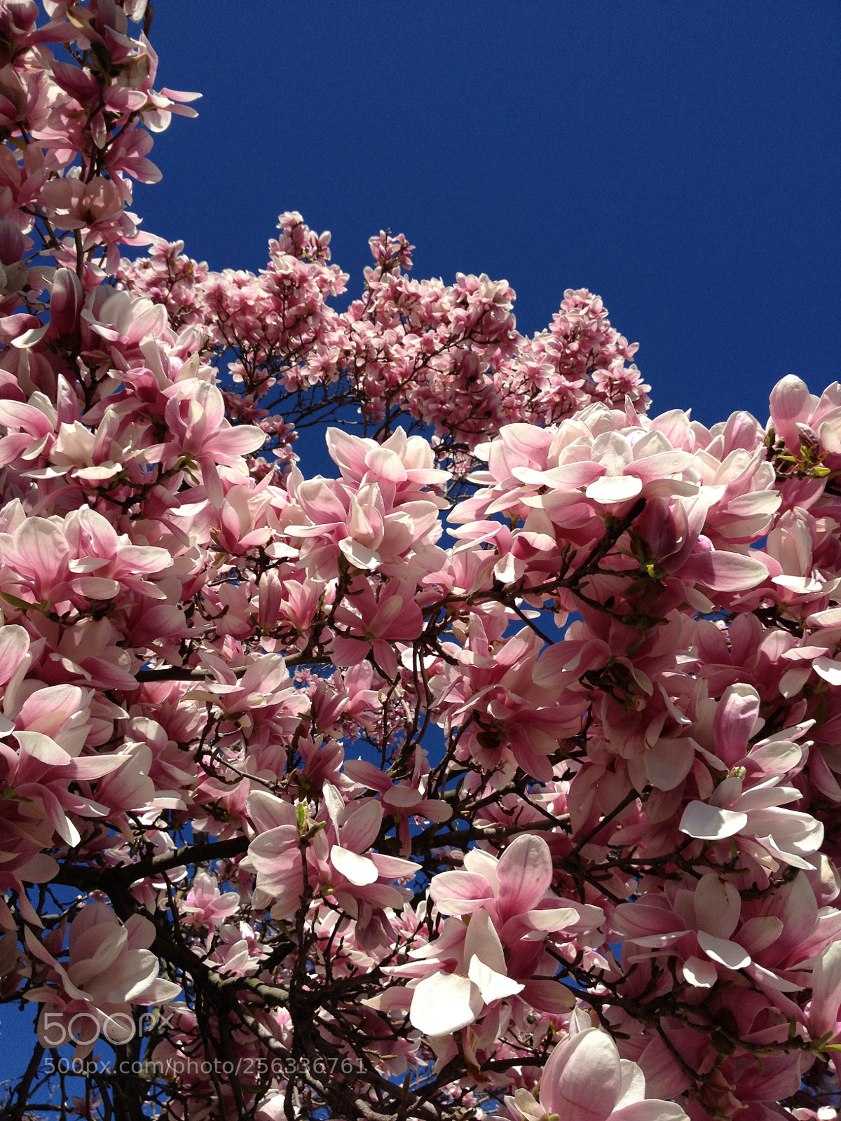 Apple iPhone 4S sample photo. Img photography