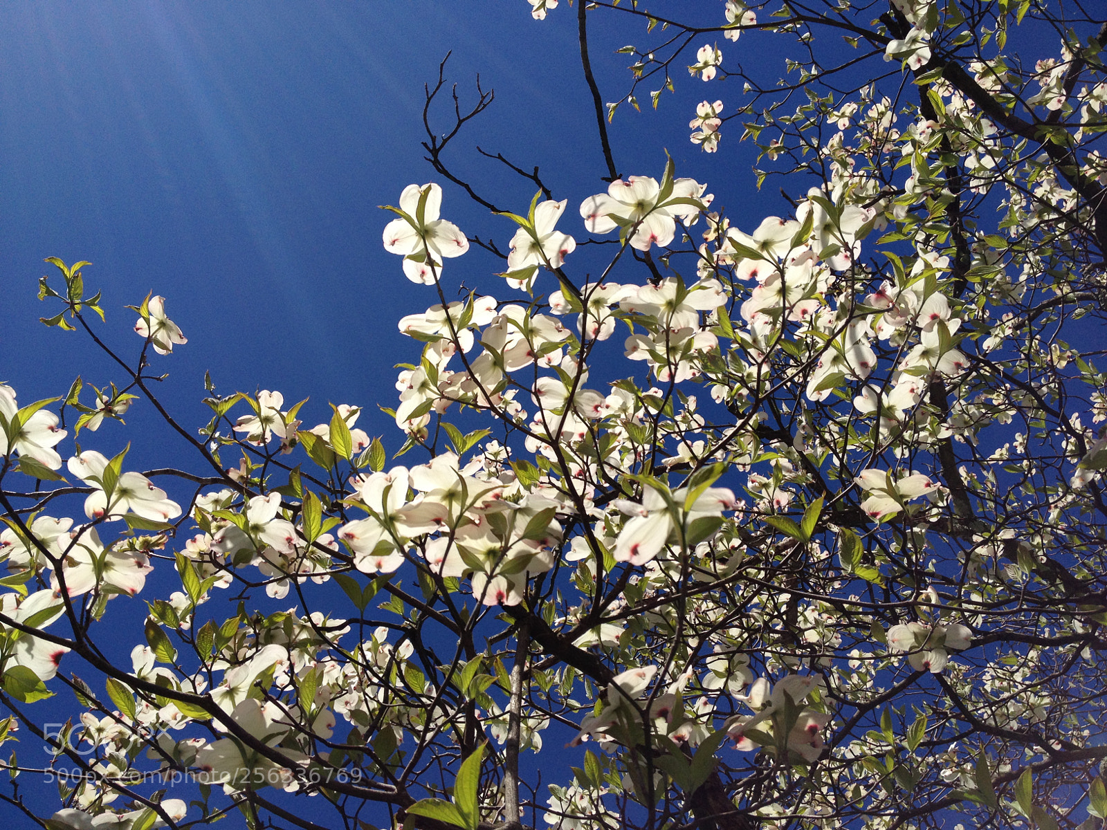 Apple iPhone 4S sample photo. Img photography