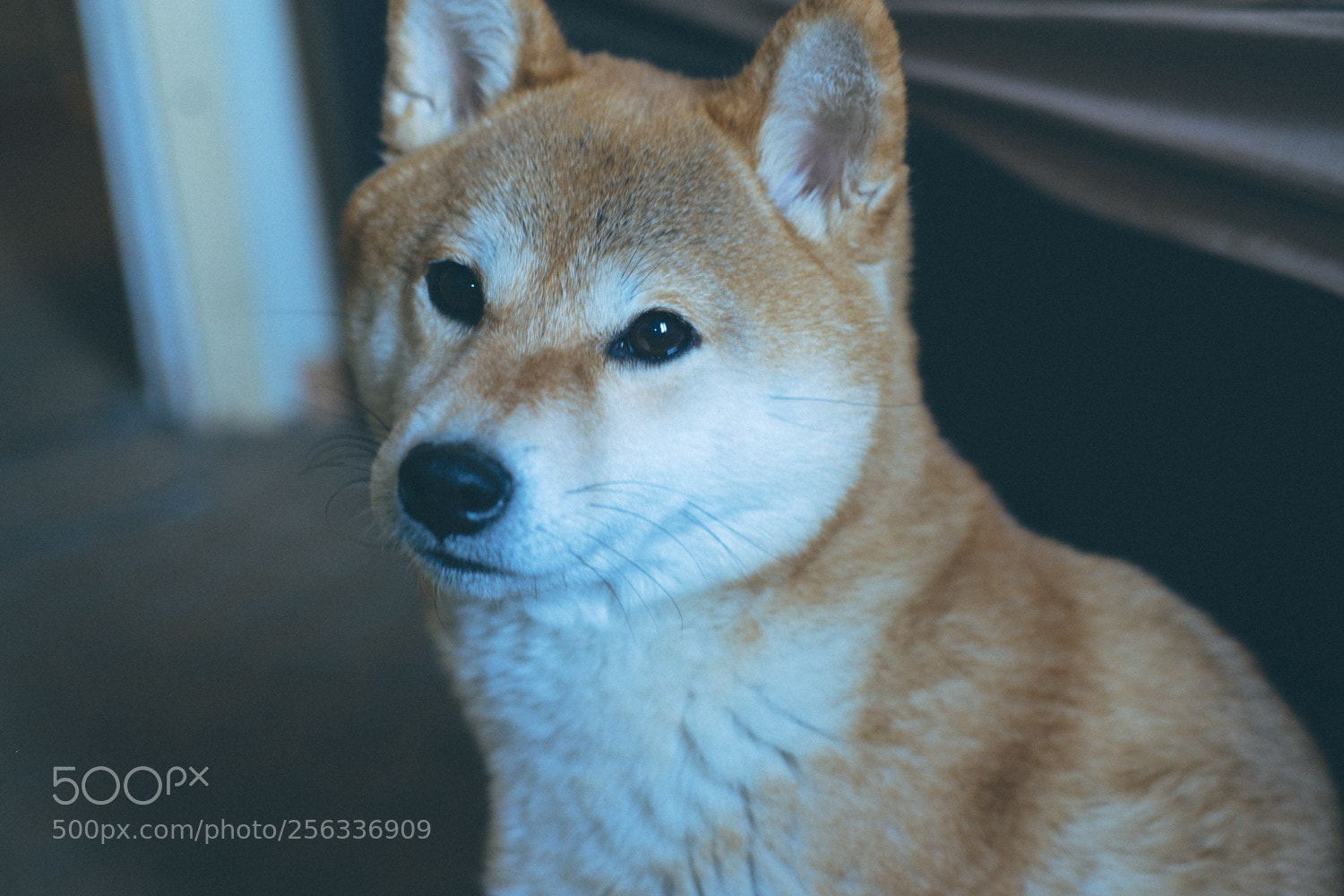 Fujifilm X-T20 sample photo. Haku shiba inu girl photography