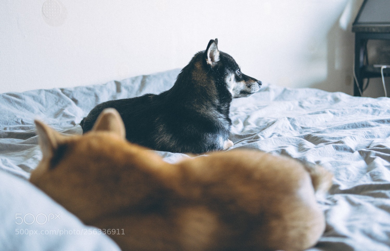 Fujifilm X-T20 sample photo. Haku and yoshi photography
