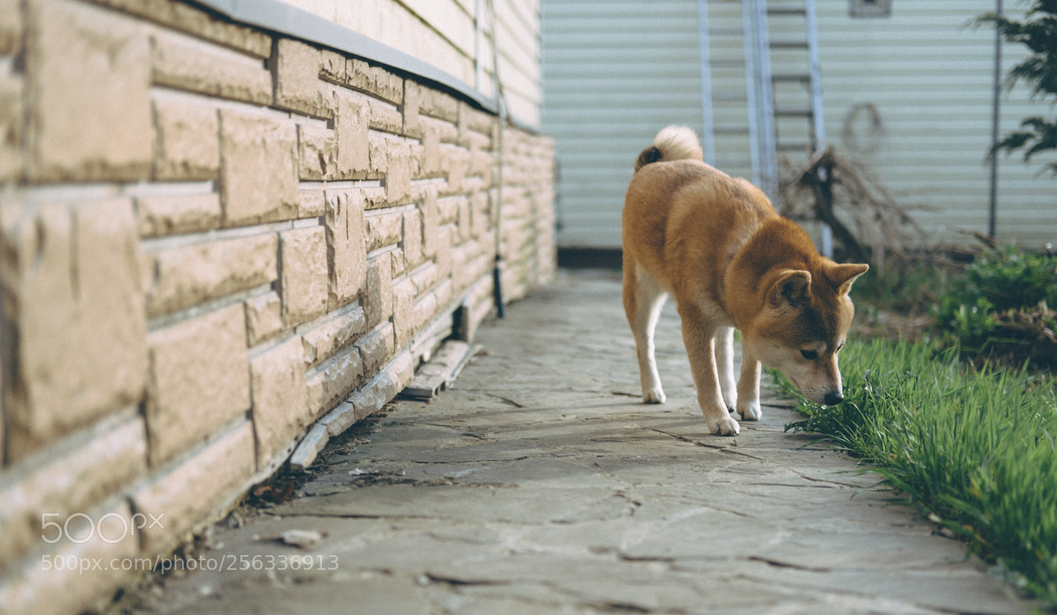 Fujifilm X-T20 sample photo. Haku shiba inu girl photography